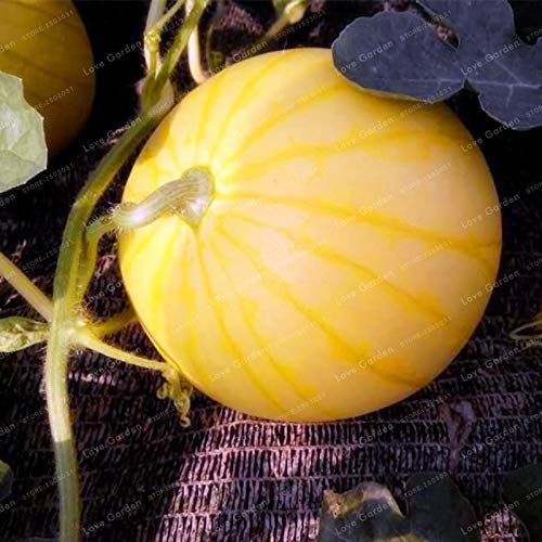 Heirloom 'Huangpiqiu' yellow-skinned watermelon seeds 20 pieces, 13% sugar, sweet and juicy